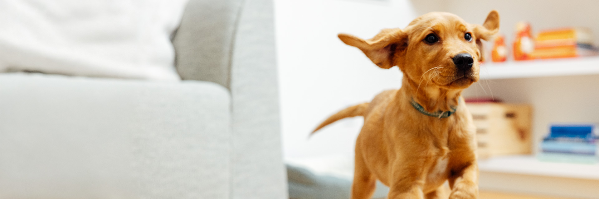 A dog running indoors