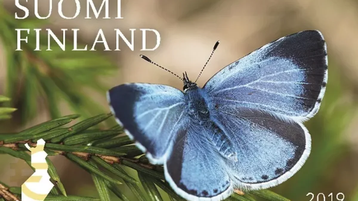 A butterfly with blue wings