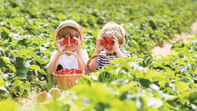 A girl and a boy picking strawberries.