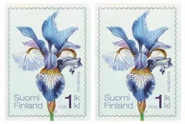 a lavender Siberian iris
