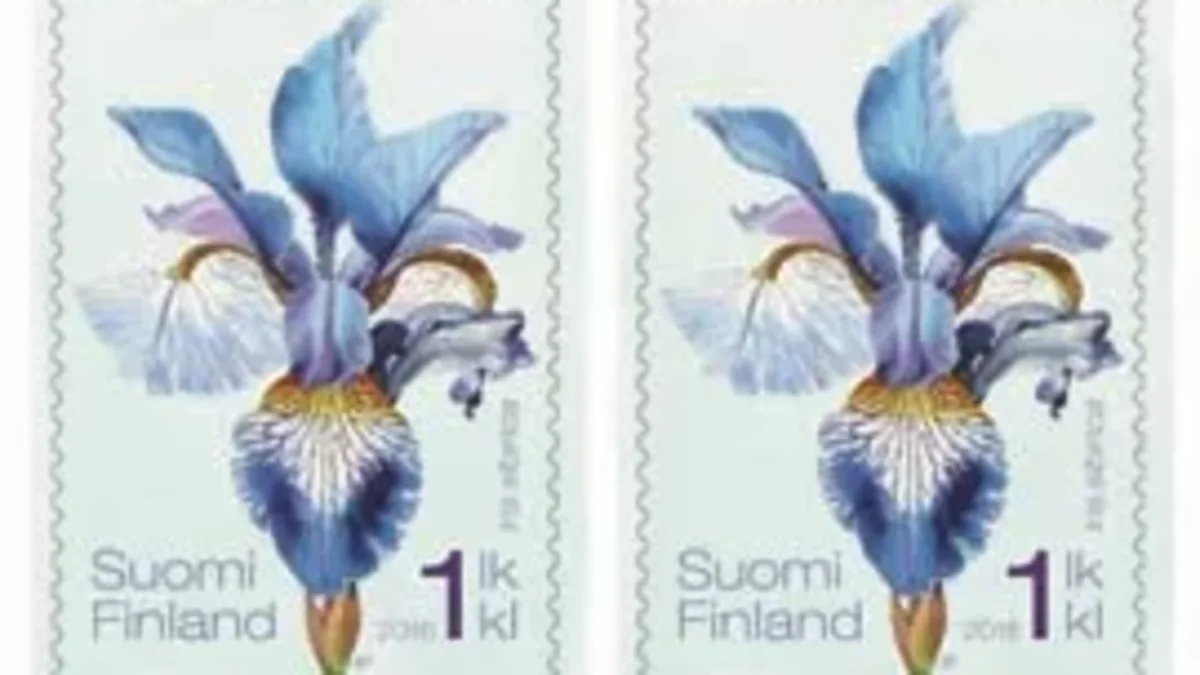 a lavender Siberian iris
