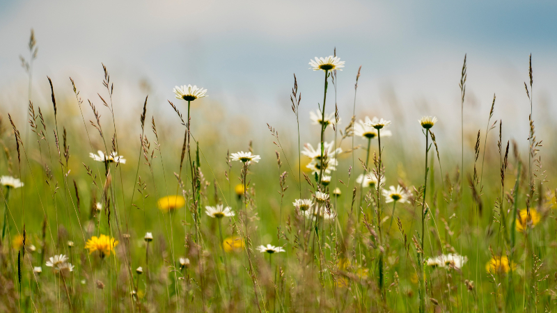 Luonnon monimuotoisuuden lisääminen pihalla tai parvekkeella: nappaa kasvukaudelle viisi vinkkiä luonnon parhaaksi
