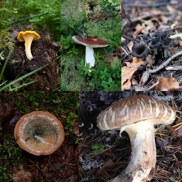 ruokasieniä