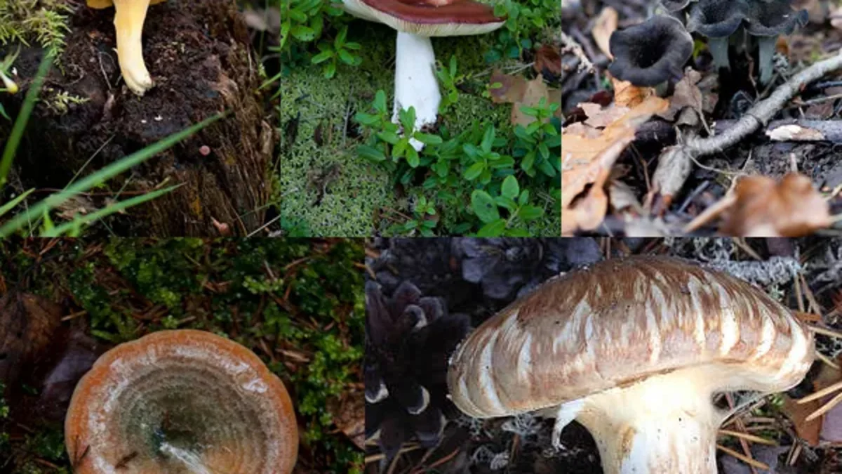 ruokasieniä