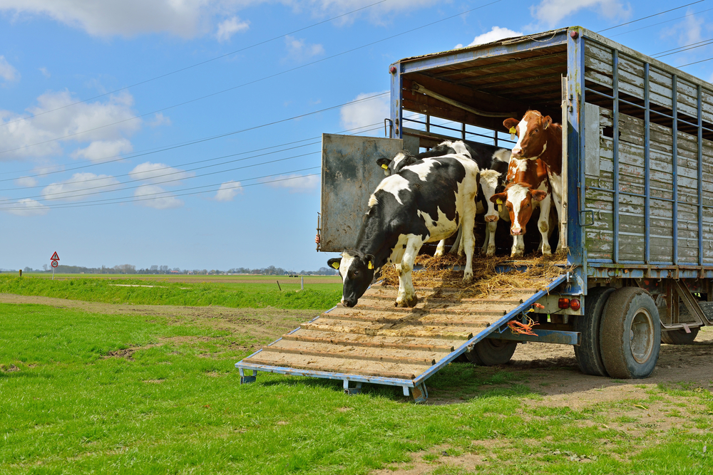 Our quick guide to importing and exporting livestock SellMyLivestock