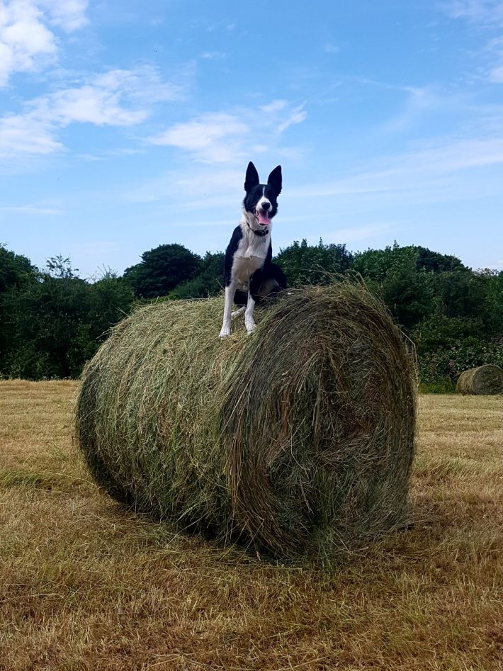 Sheepdog clearance sales 2018