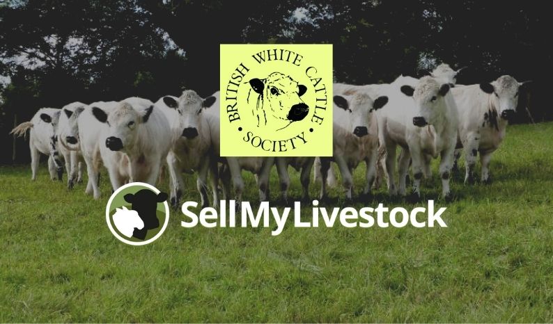 SellMyLivestock are delighted to be working with the British White ...