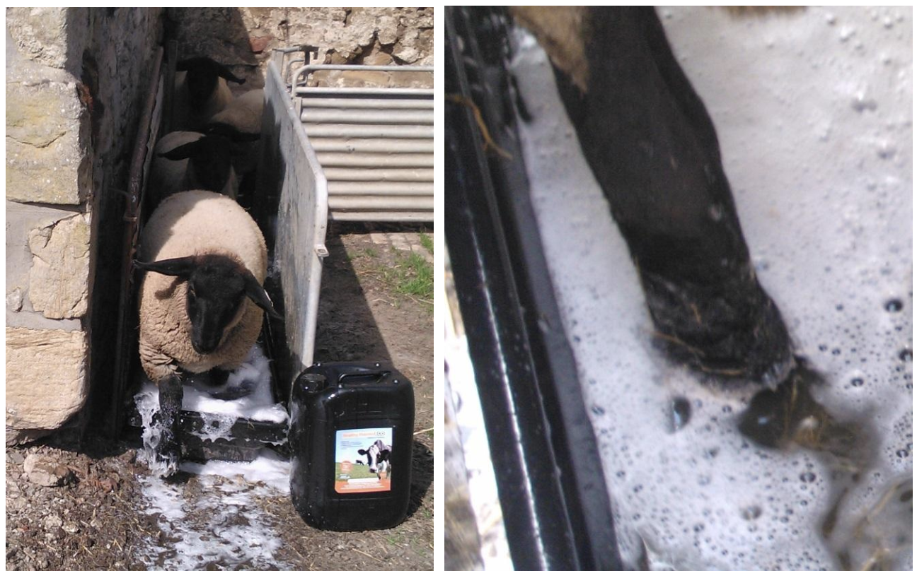Sheep tread more safely with Healthy Hooves® Eco Foot Bath and Hoof