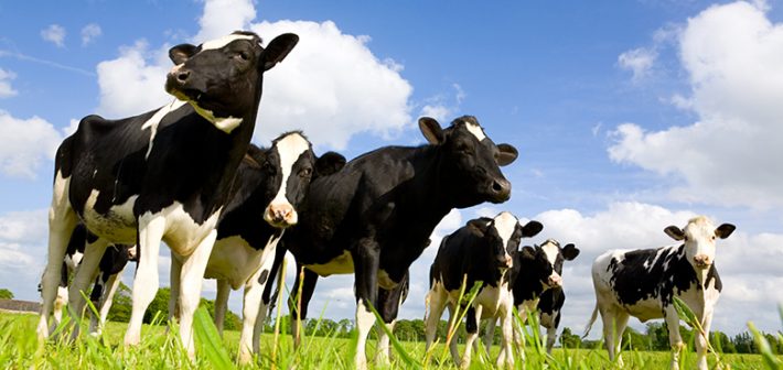 Dairy heifer fertility and transition into the herd | SellMyLivestock ...