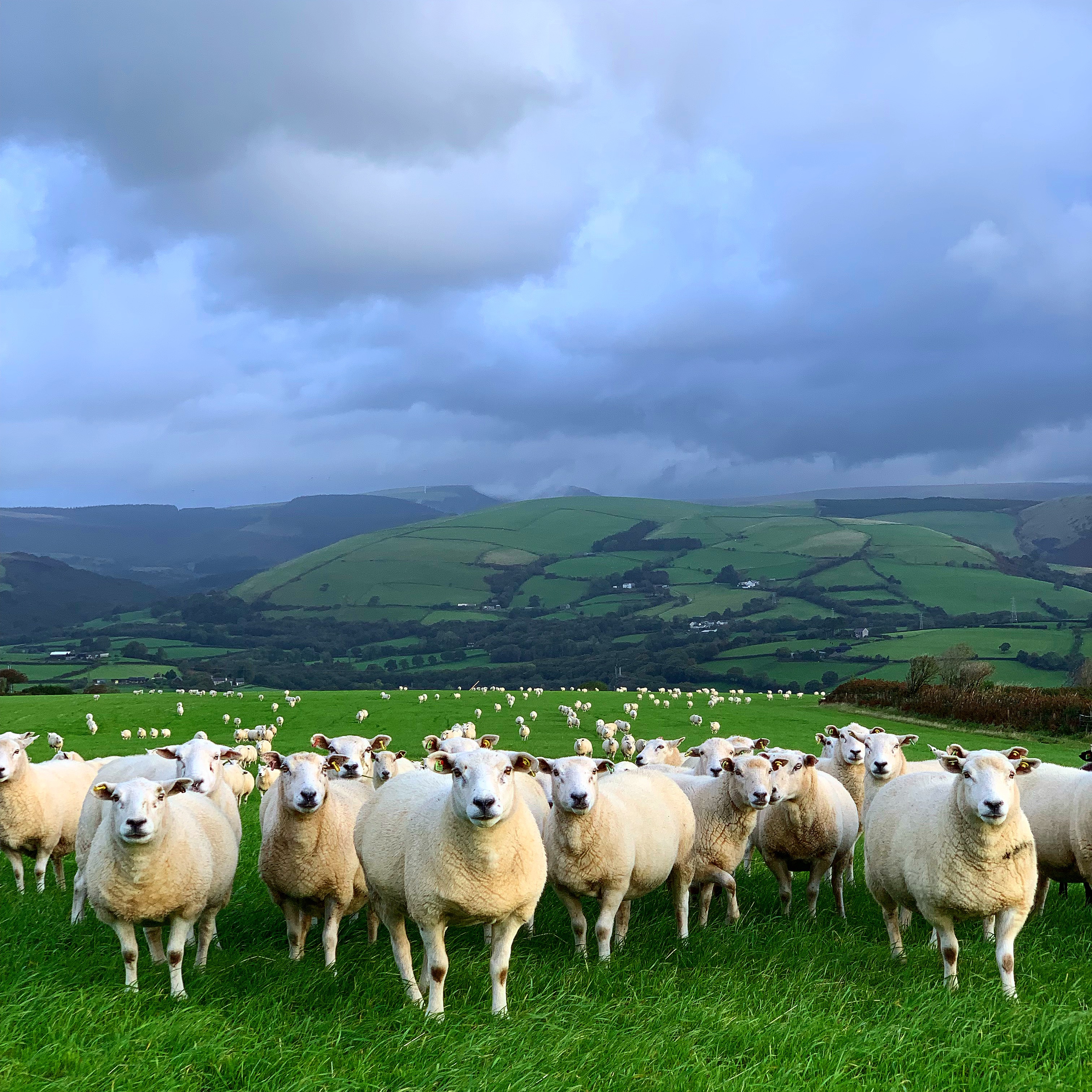 Using Lleyns to Produce Females for a Commercial Closed Flock