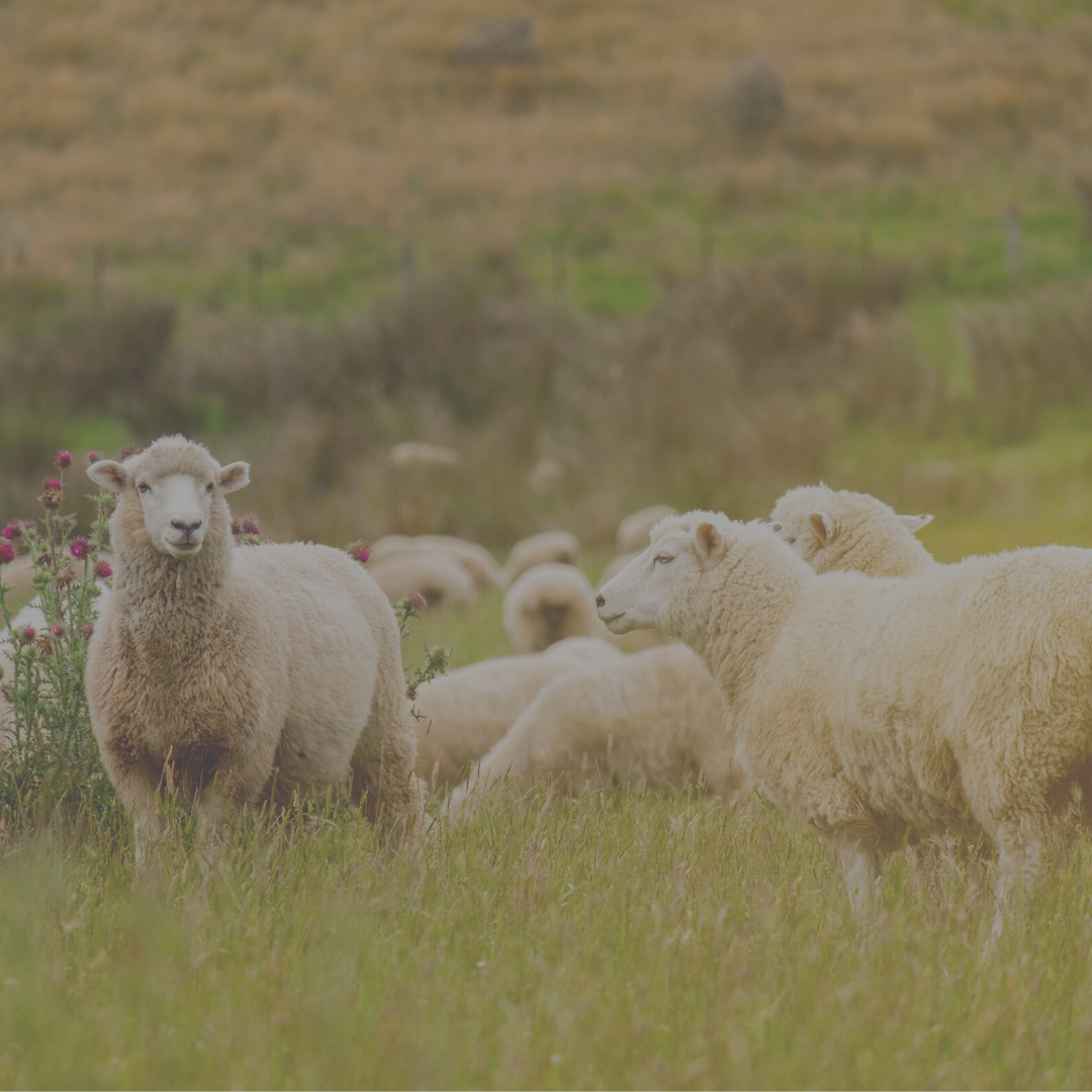 Dangers of liver fluke in sheep SellMyLivestock The Online