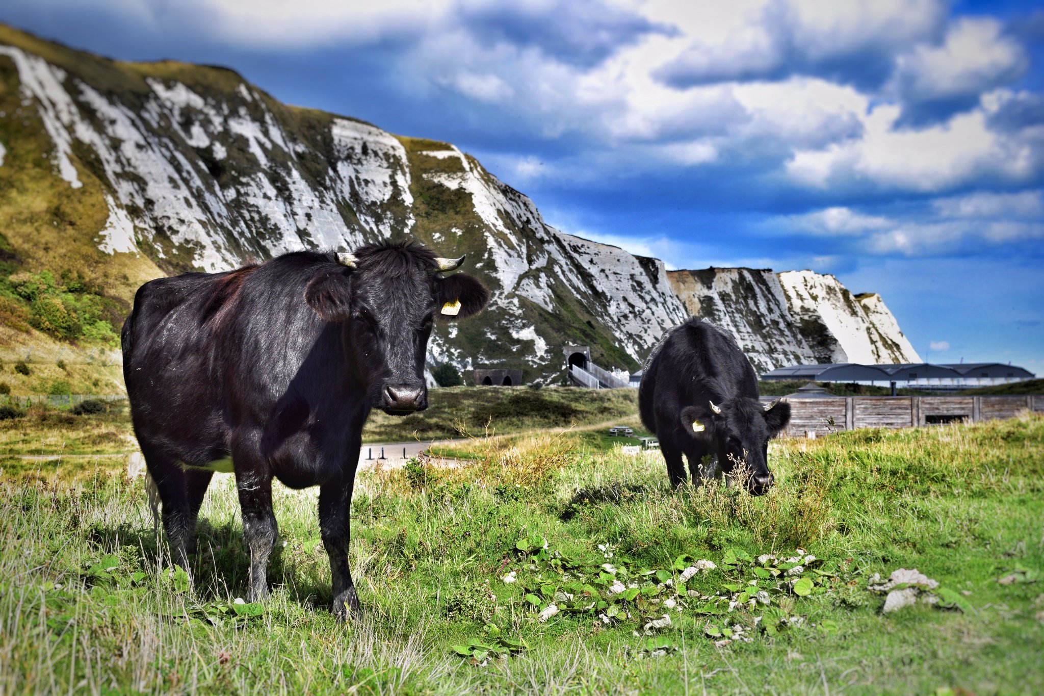 Conservation Grazing | SellMyLivestock - The Online Livestock Marketplace