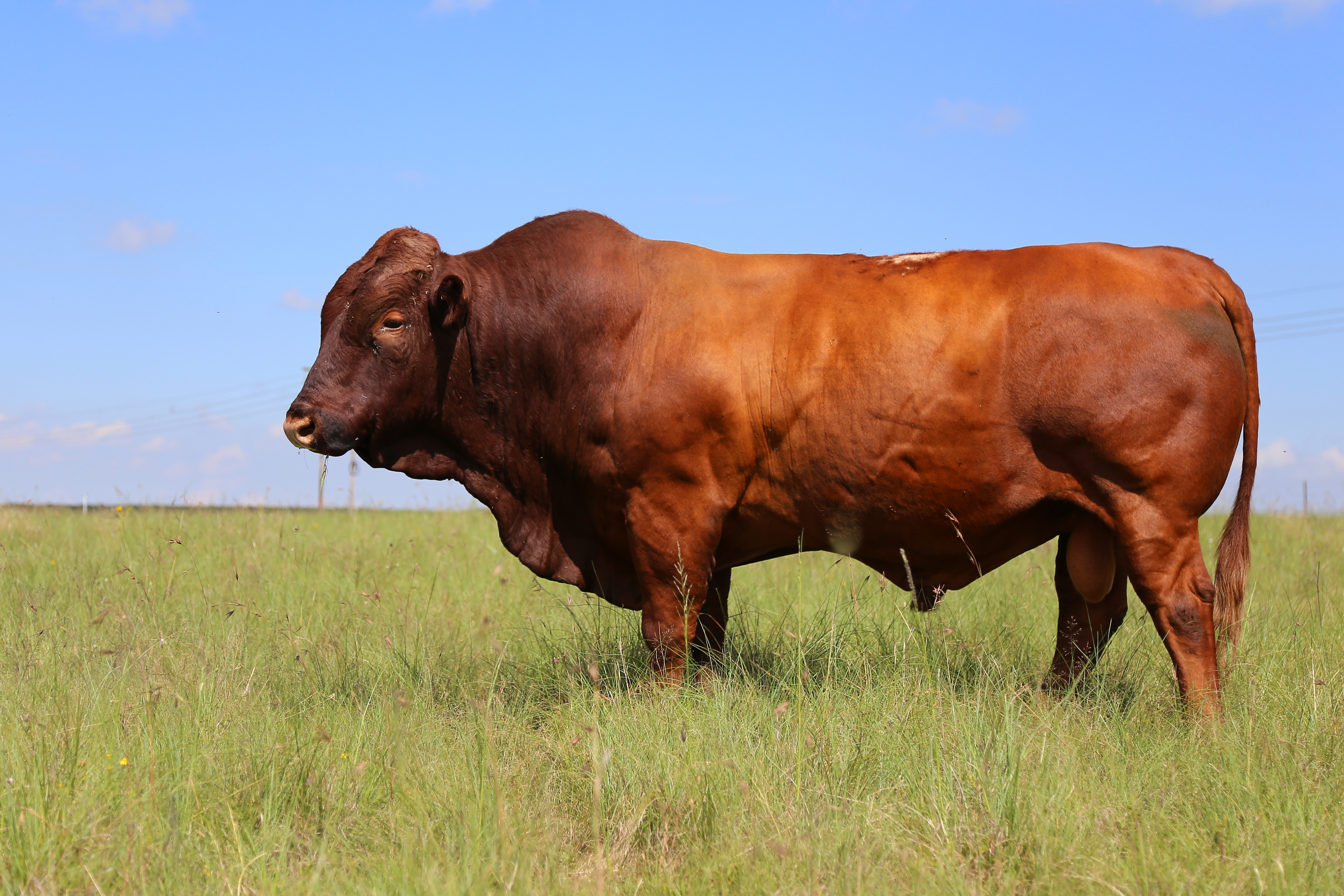How does using data help when selling livestock online