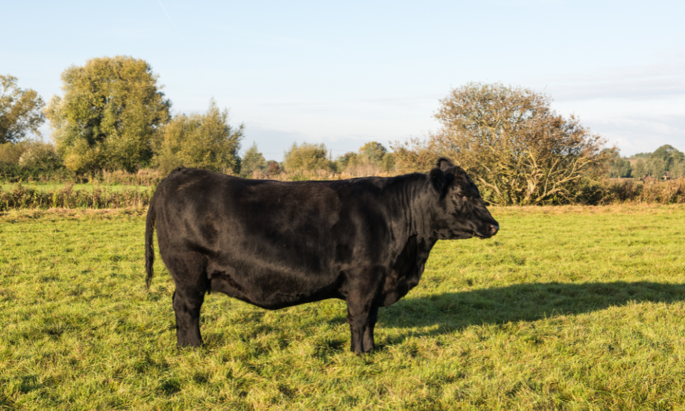 Improving Herd Genetics: How to Choose the Right Bull | SellMyLivestock ...