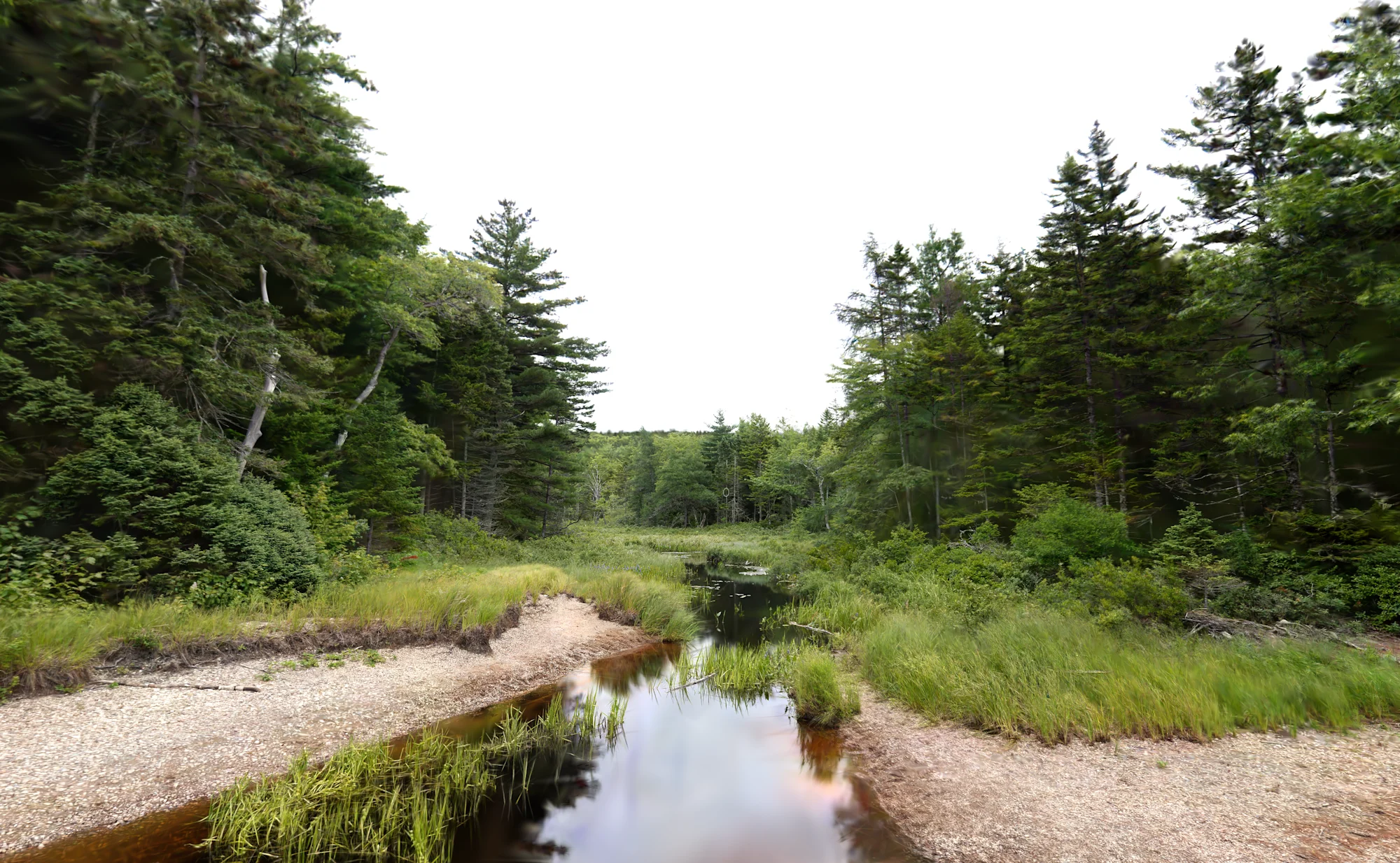 Forest Inlet 1