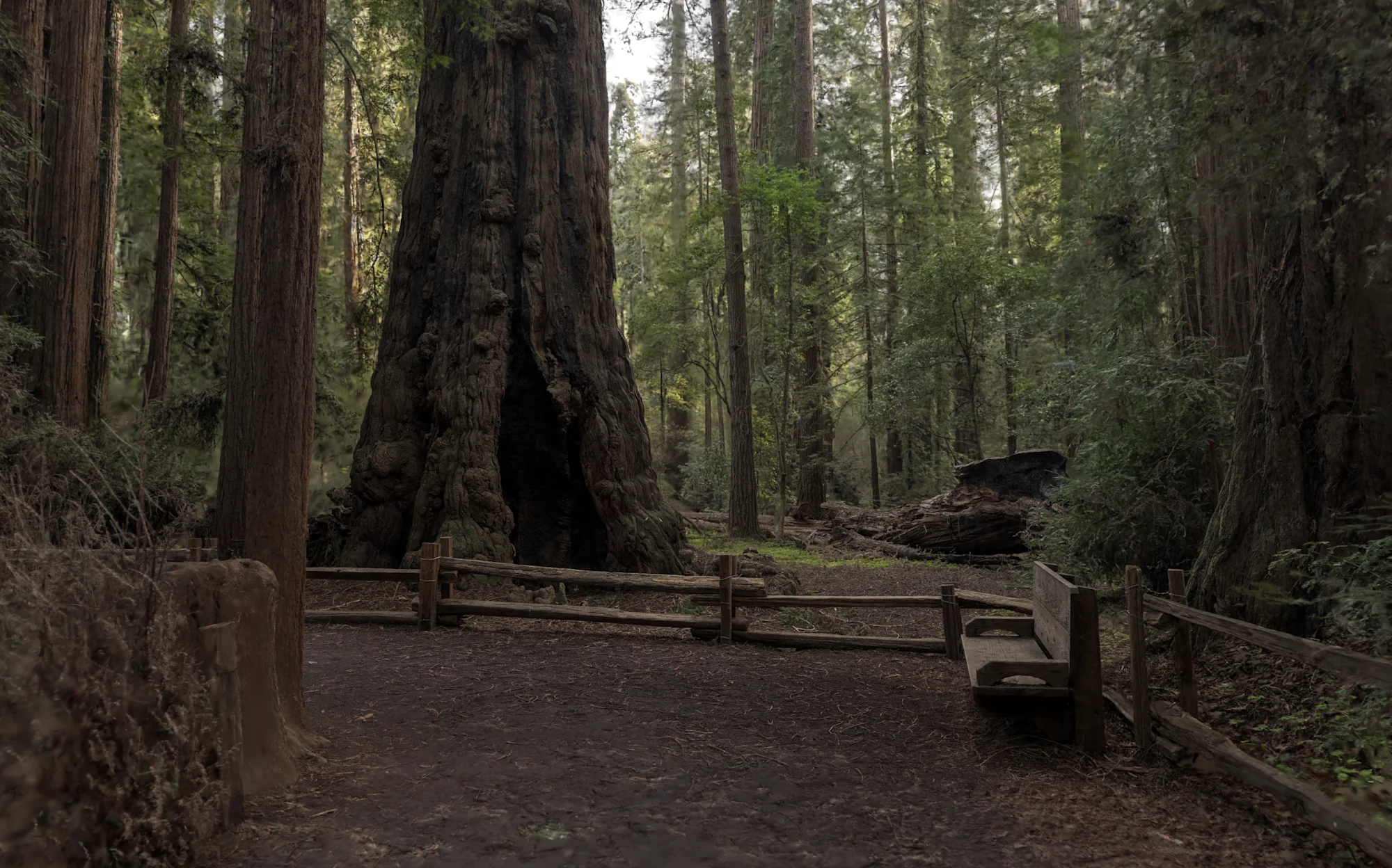 Giant Redwood Forest Path 1