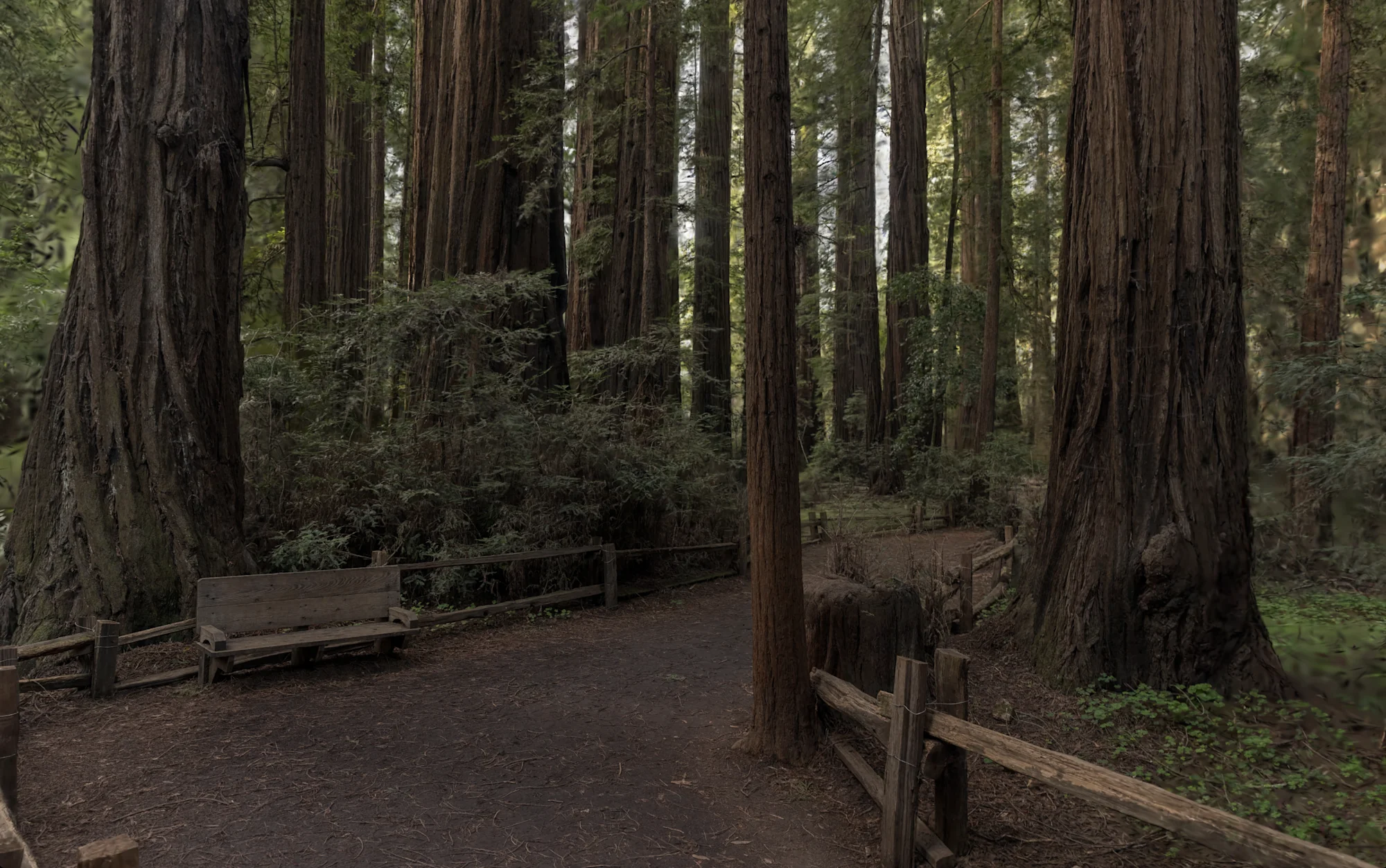 Giant Redwood Forest Path 2
