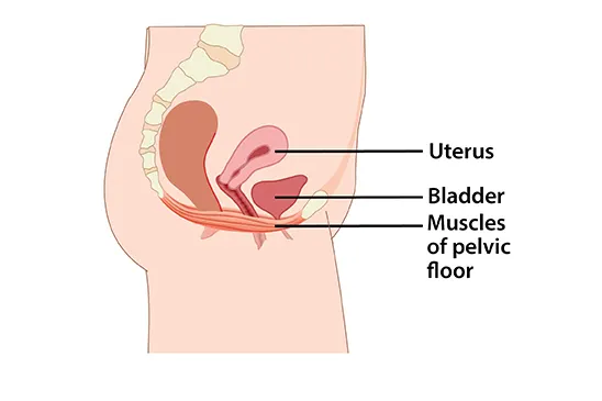 Pelvic floor muscles structure