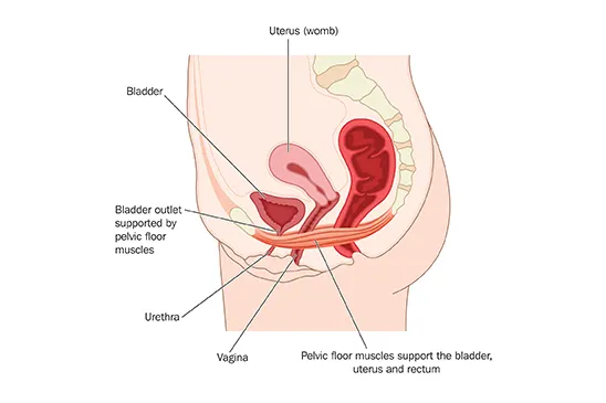 Pelvic floor muscles structure