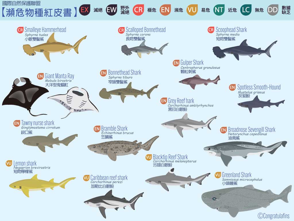 Endangered Sharks List