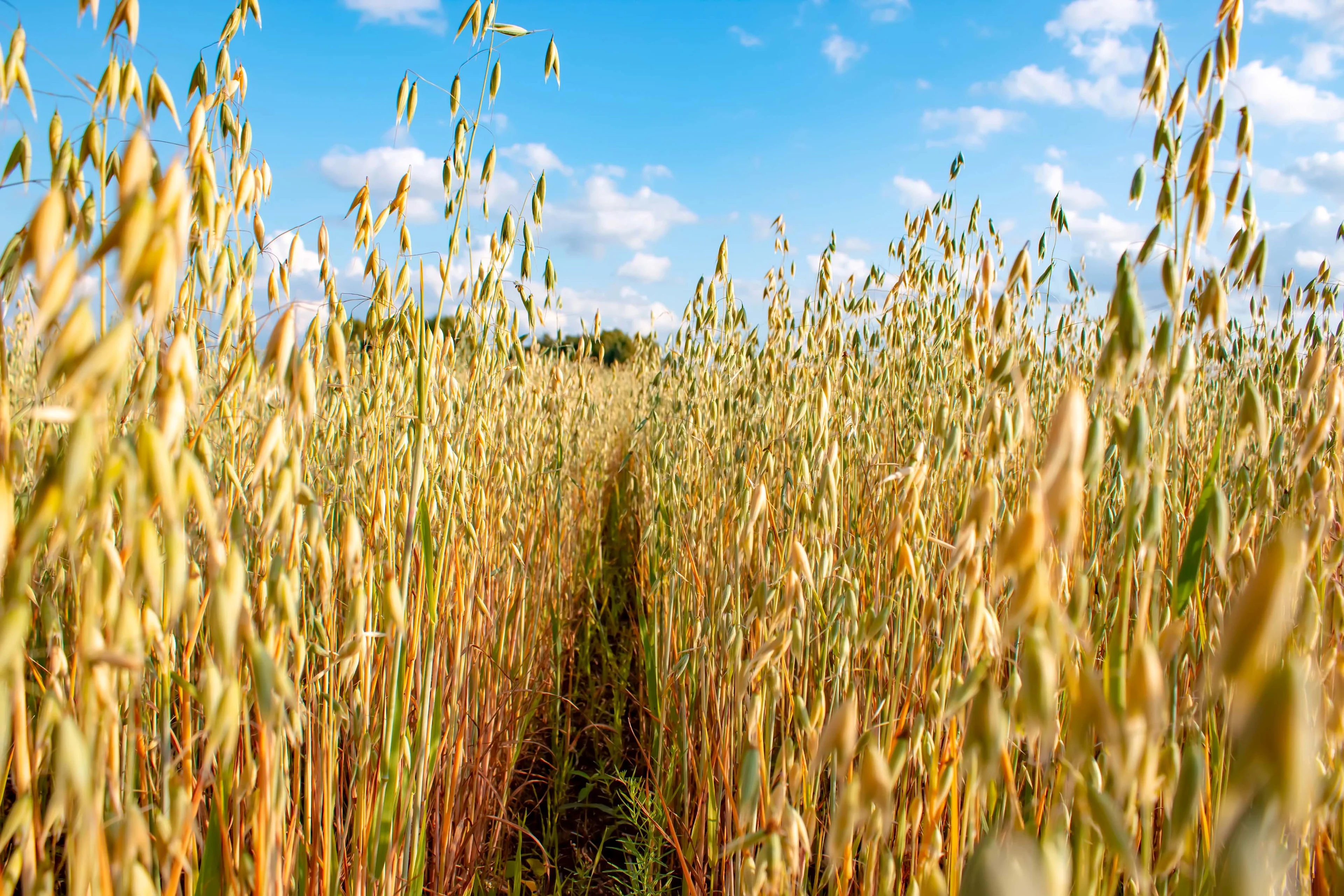 Ekologinen vastuumme
