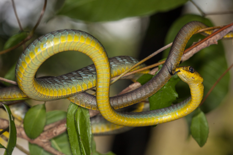 Green tree snake (Dendrelaphis punctulatus) (2)