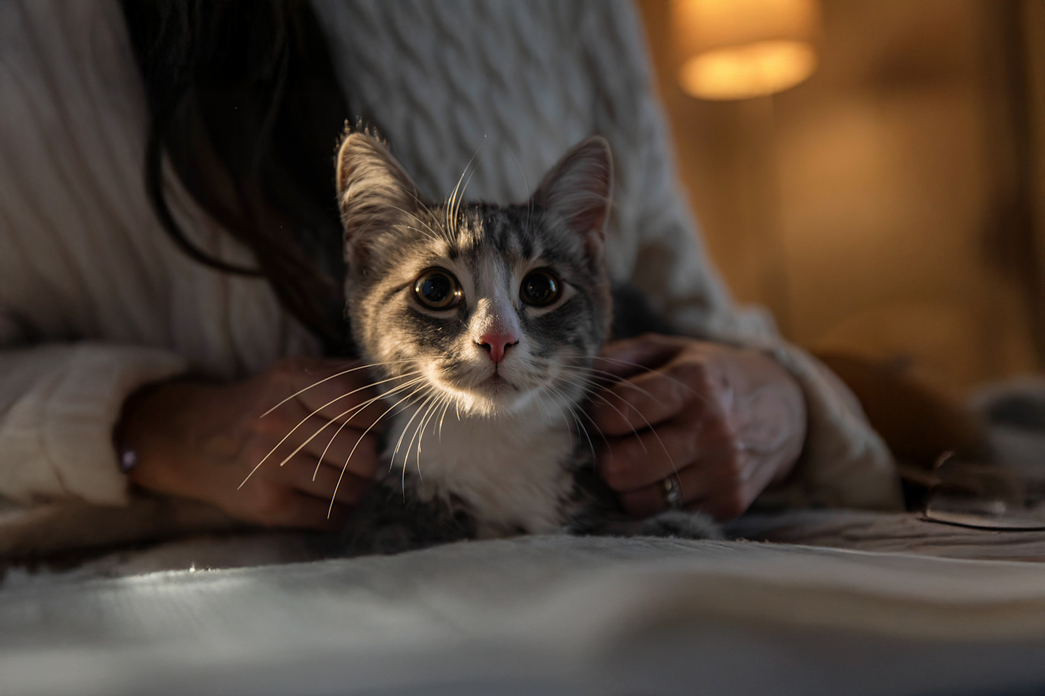 Pureplay article ADOPT A CAT CAT 3x2