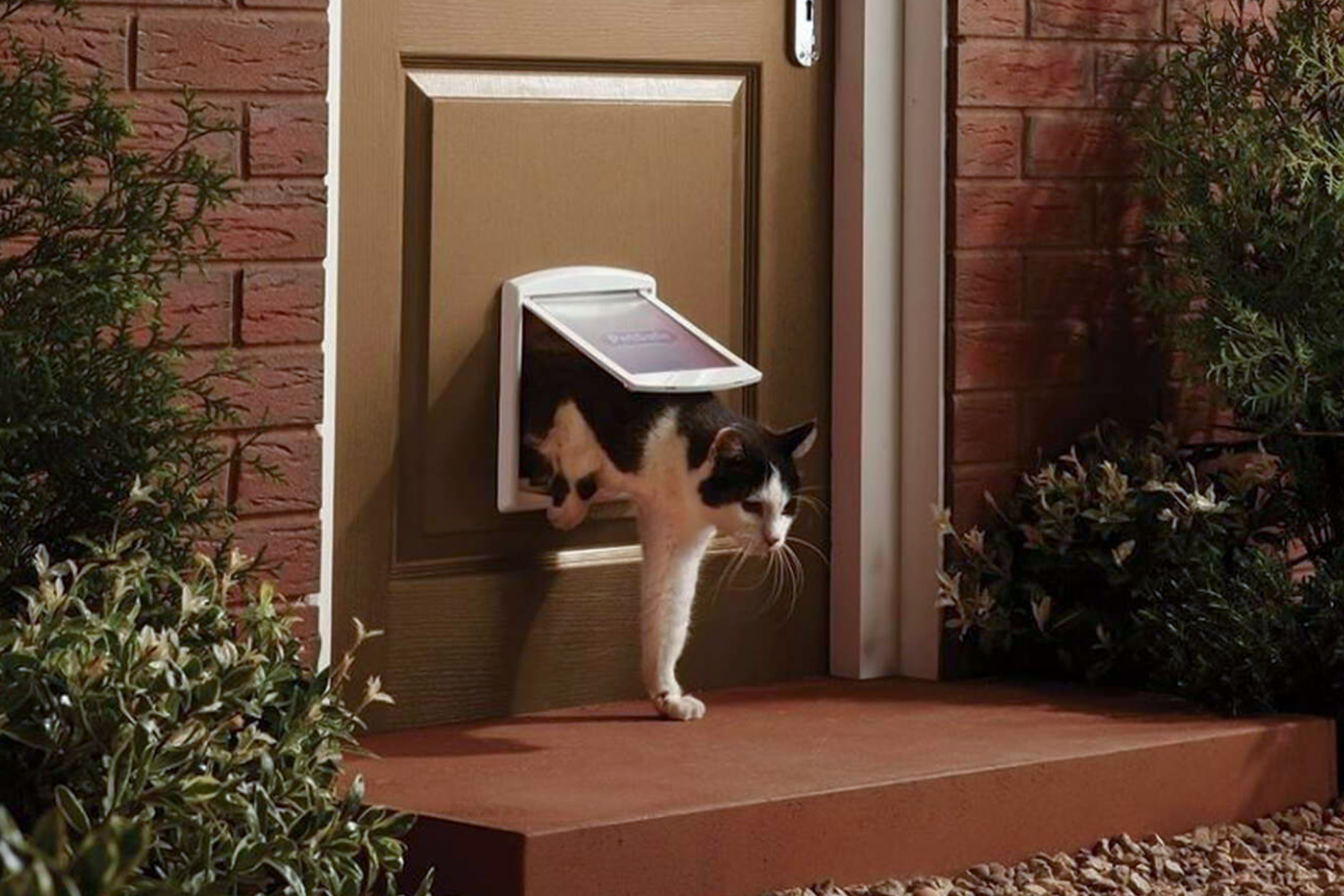 Pureplay Cat Door best in test CAT 3x2