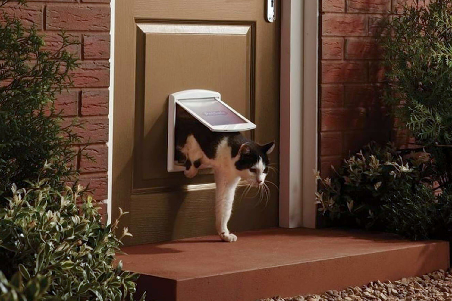 Pureplay Cat Door best in test CAT 3x2