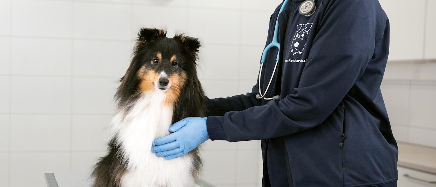 Eläinlääkäripalvelut