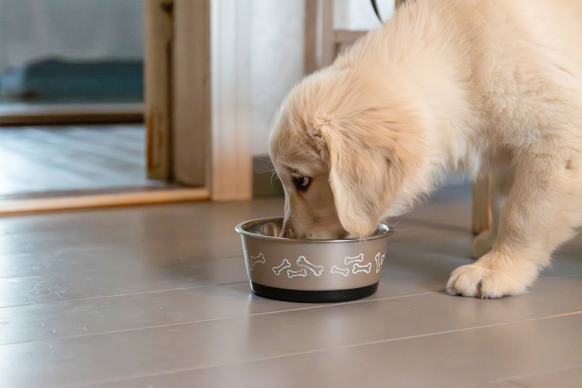 Pureplay article How much should a Puppy eat DOG 3x2