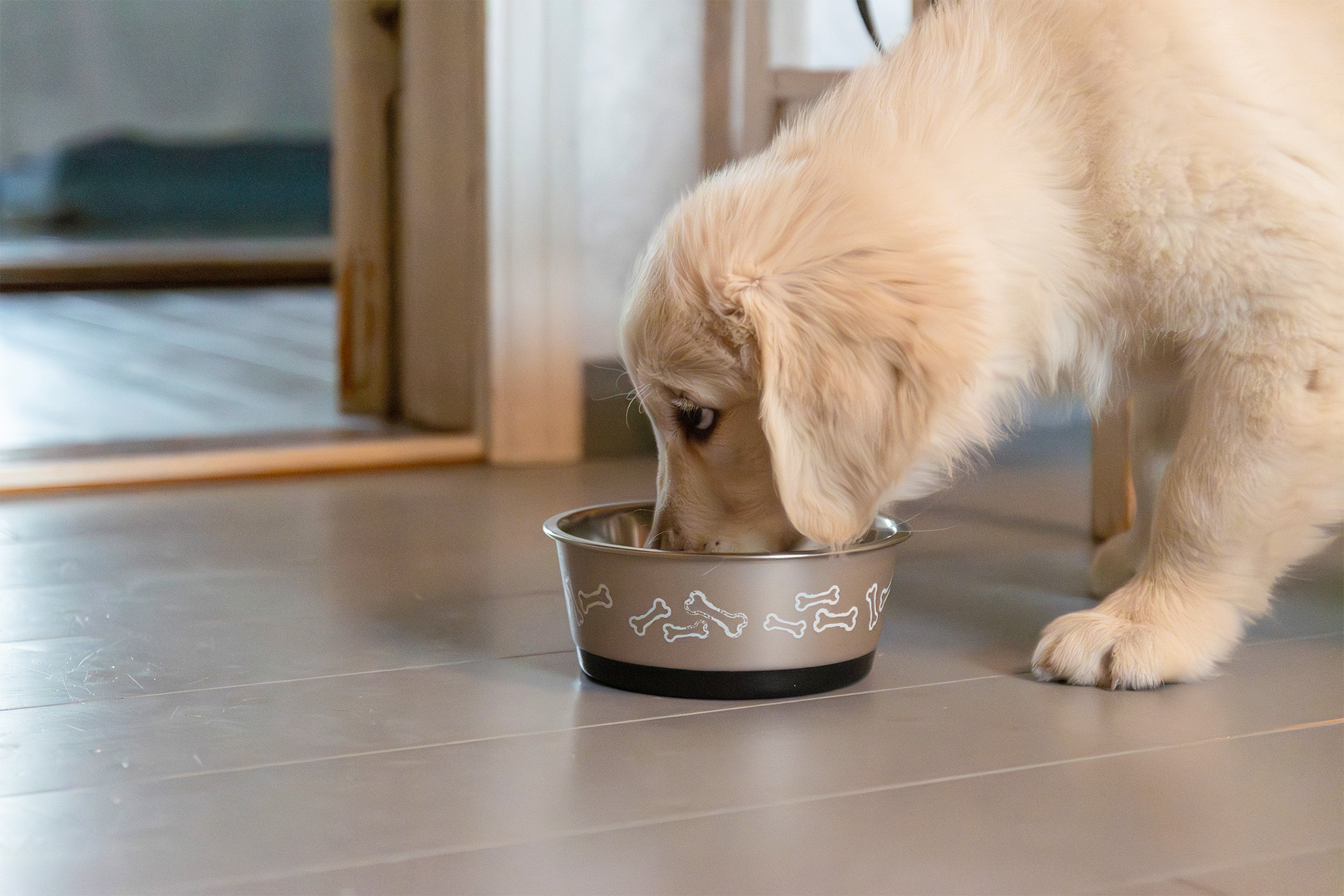 Pureplay article How much should a Puppy eat DOG 3x2