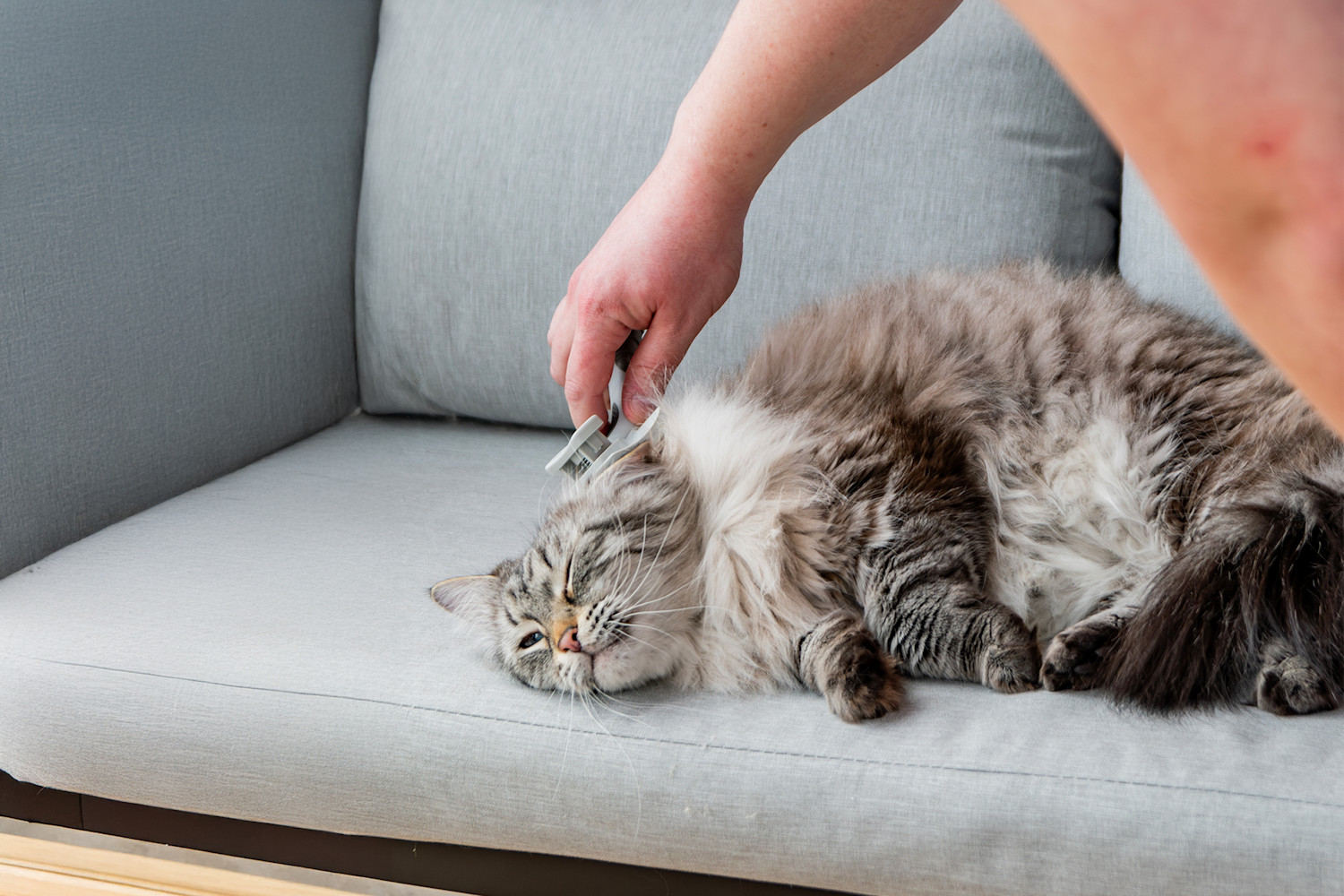 Pureplay article Health CAT 3x2