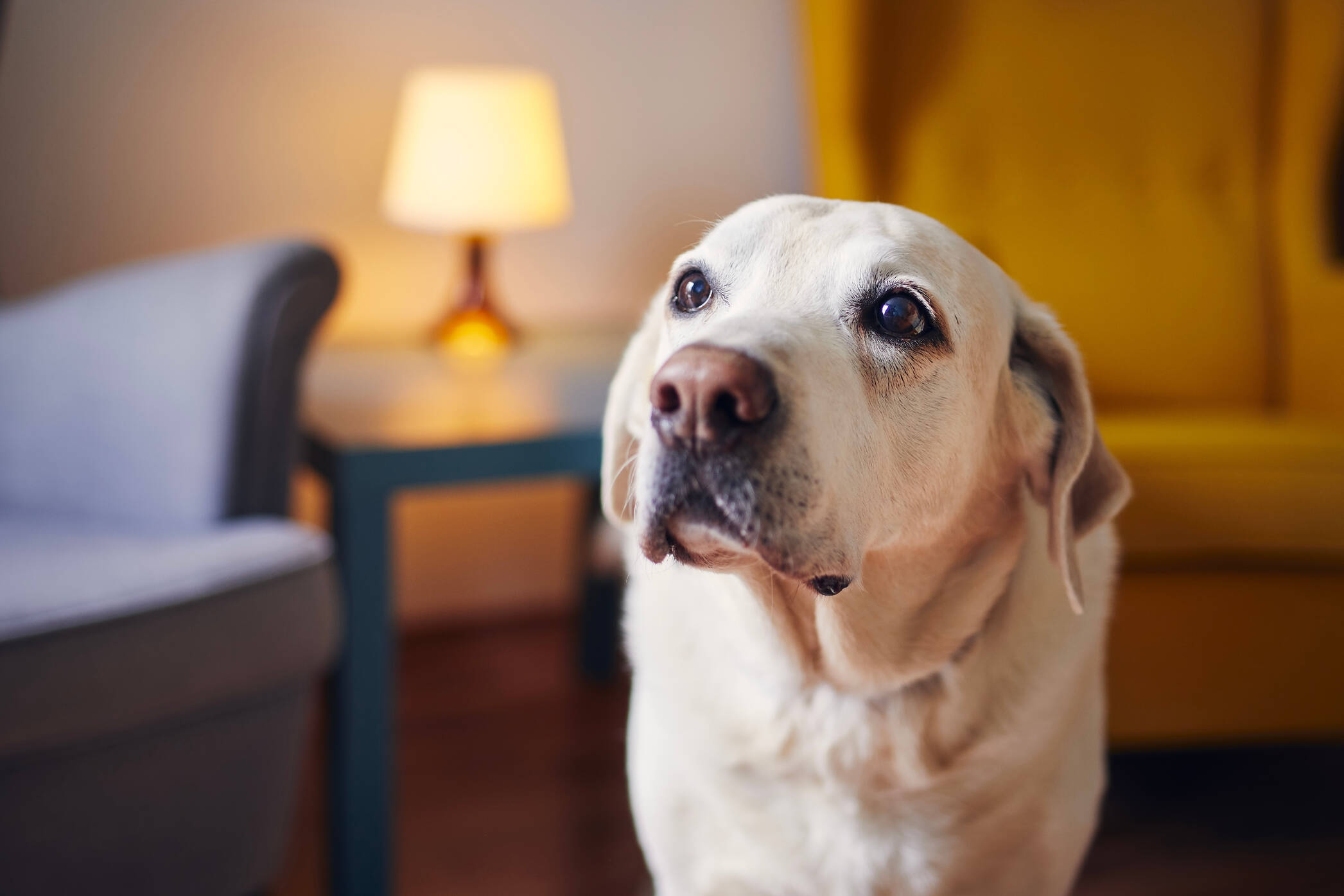 AdobeStock 432366349-labrador-2094x1396px