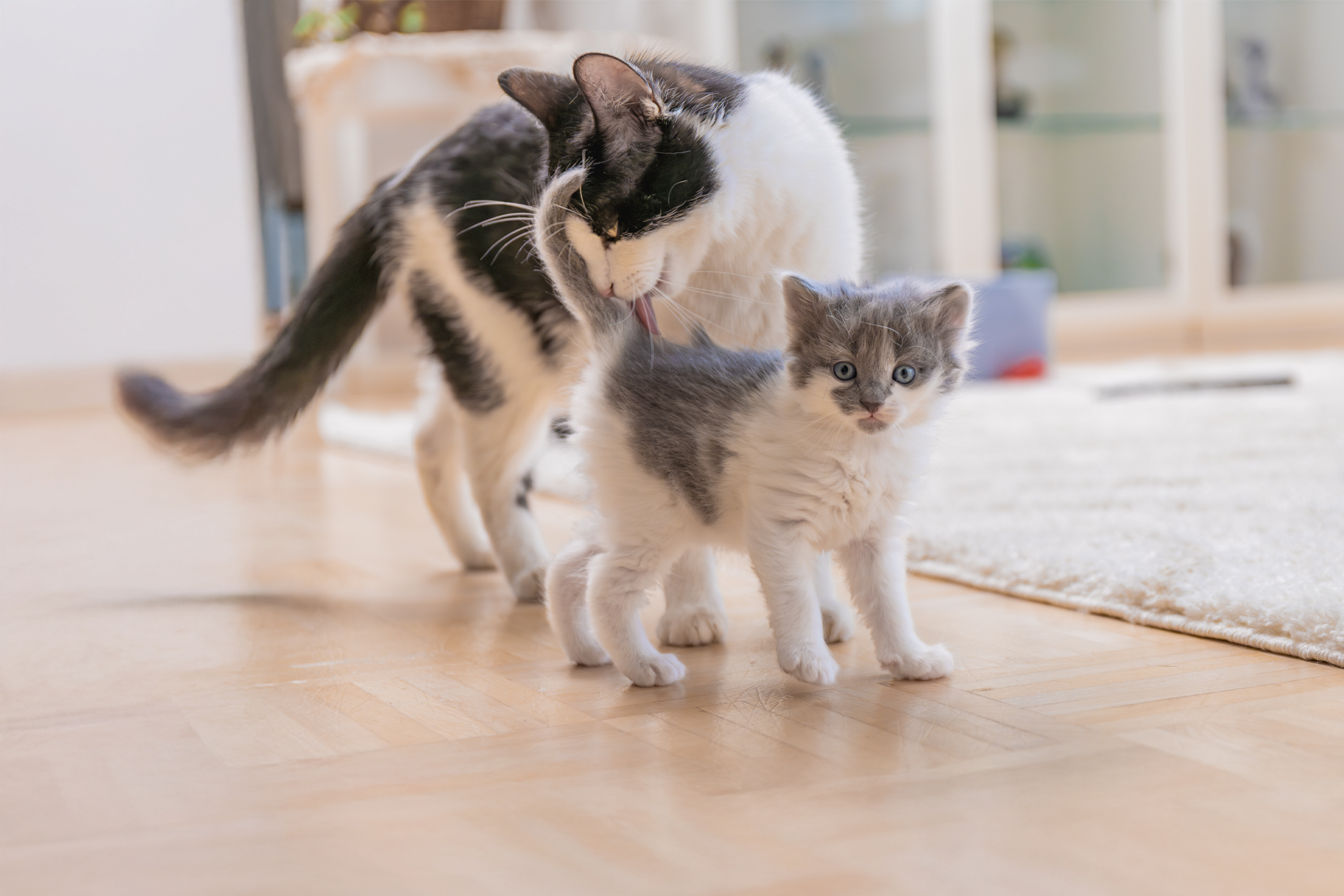 Pureplay article What is important in the first days with a kitten CAT 3x2