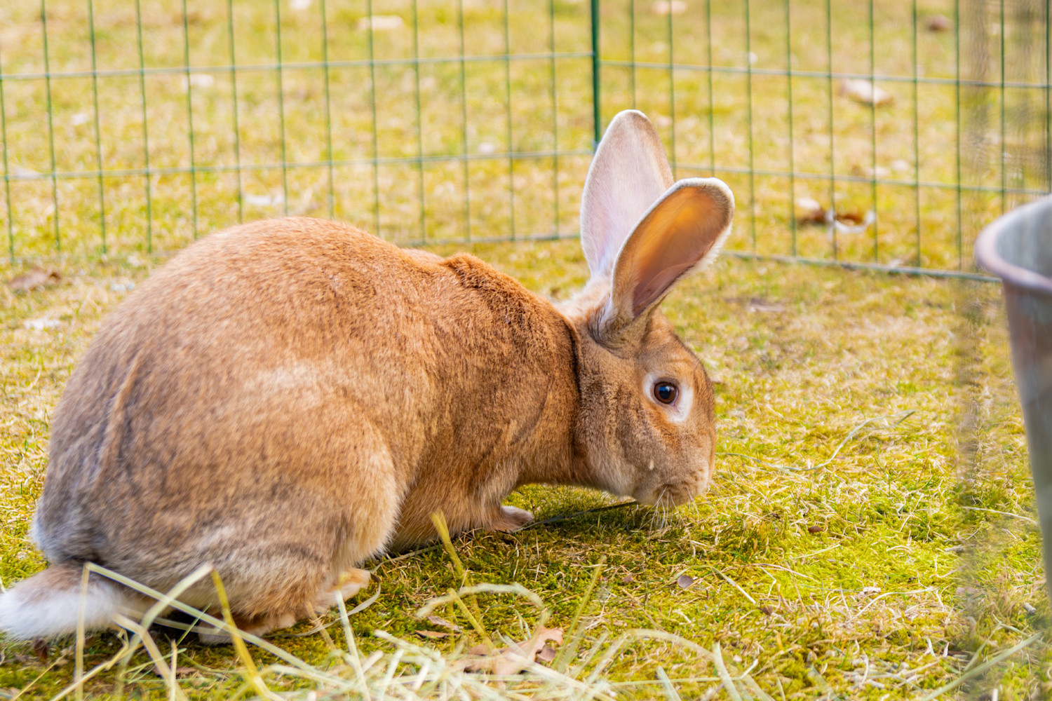 Pureplay article Rabbits as Pets – What Do They Need SMALL ANIMAL 3x2