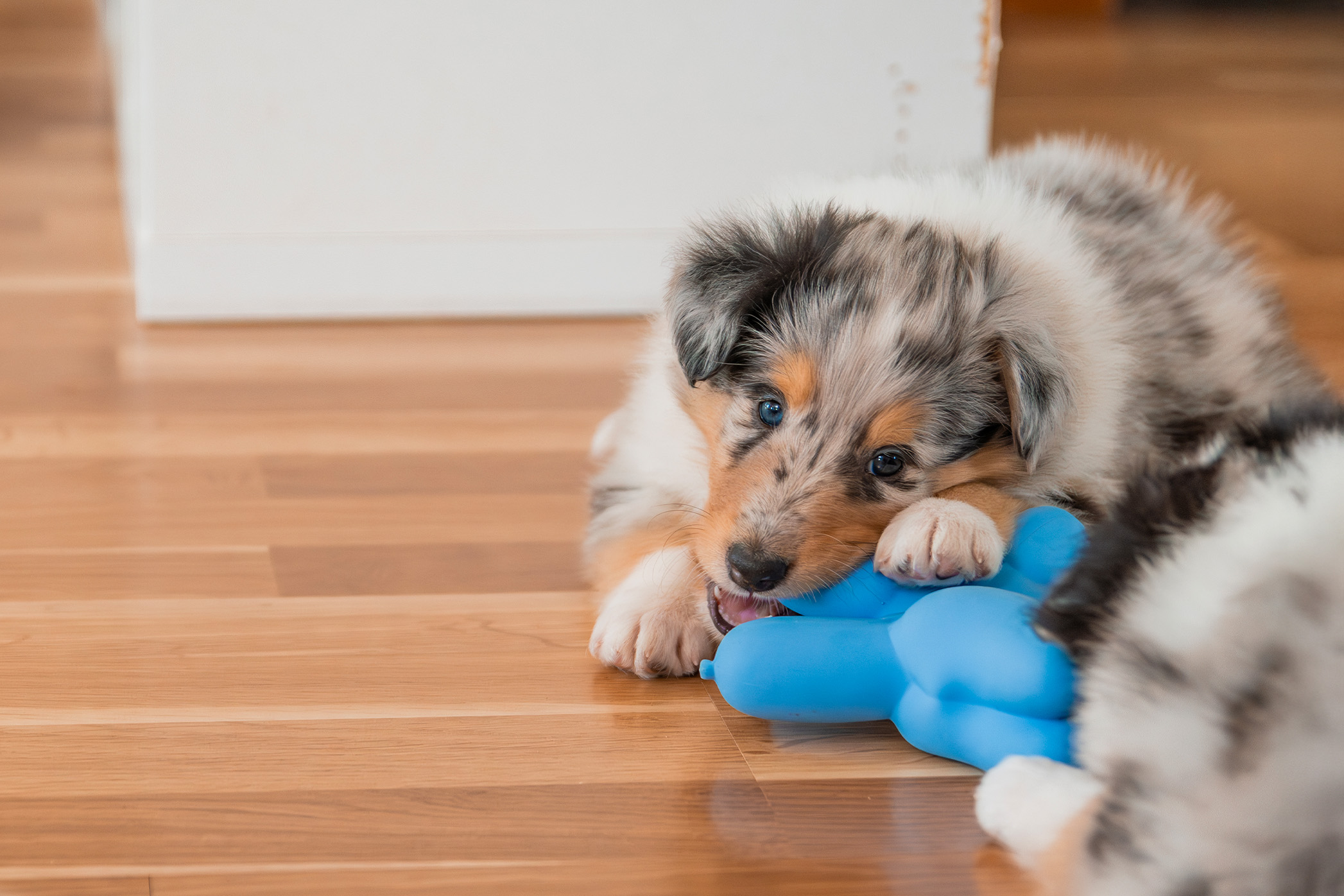 Pureplay article Puppy DOG 3x2