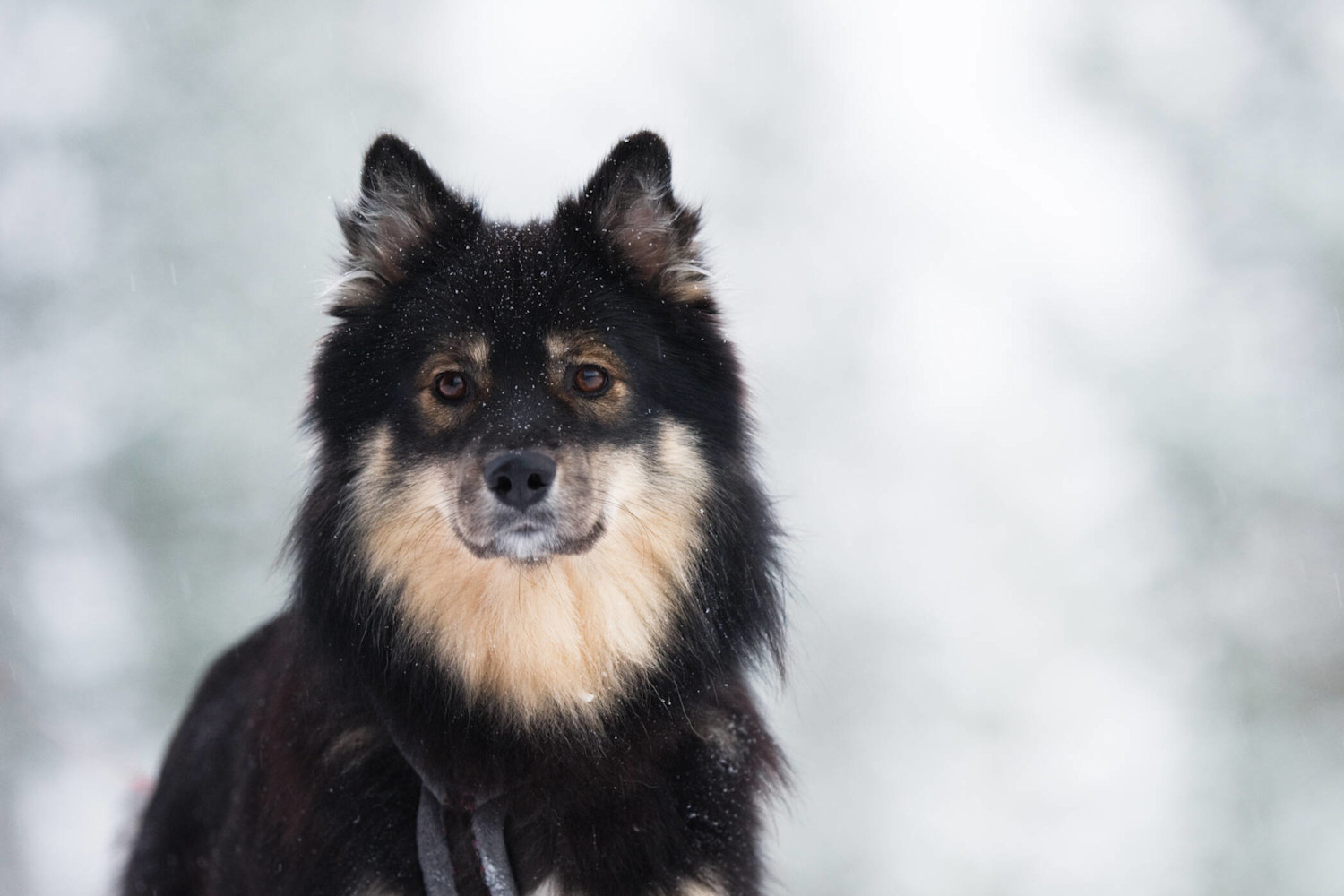 Suomenlapinkoira-AdobeStock (1)