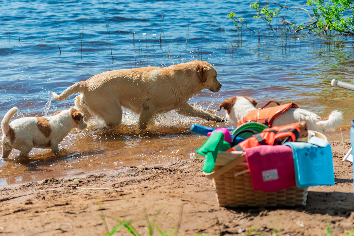 Pureplay Best Water Toys for Dogs DOG 3x2