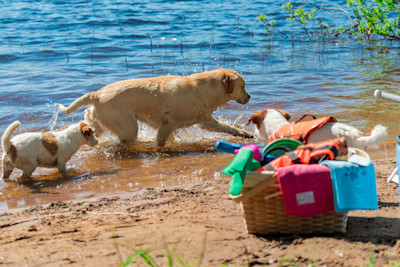 Pureplay Best Water Toys for Dogs DOG 3x2