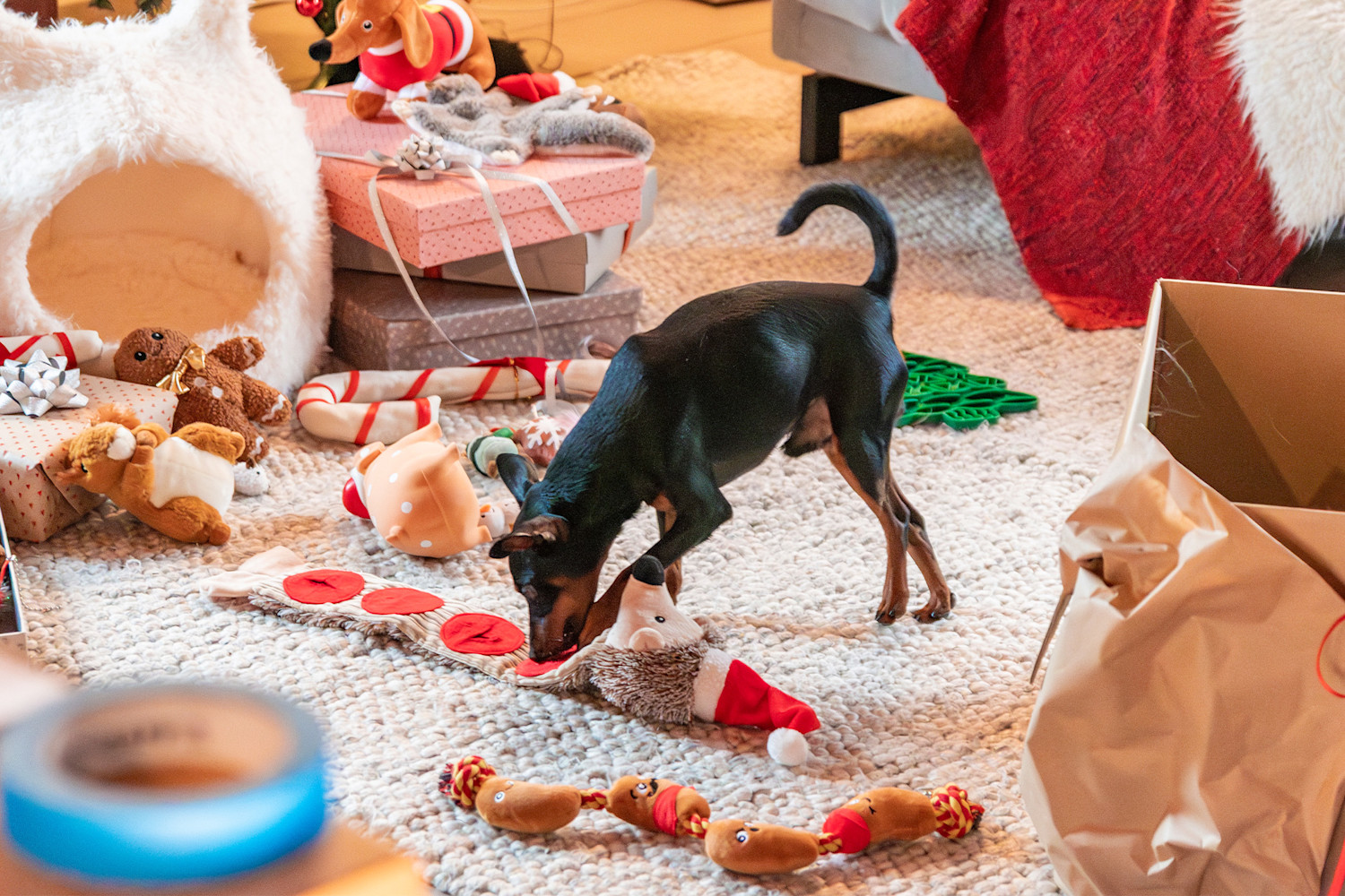 Pureplay article Christmas danger DOG 3x2