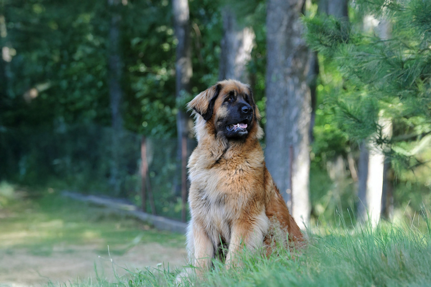 Pureplay article Leonberger DOG 3x2