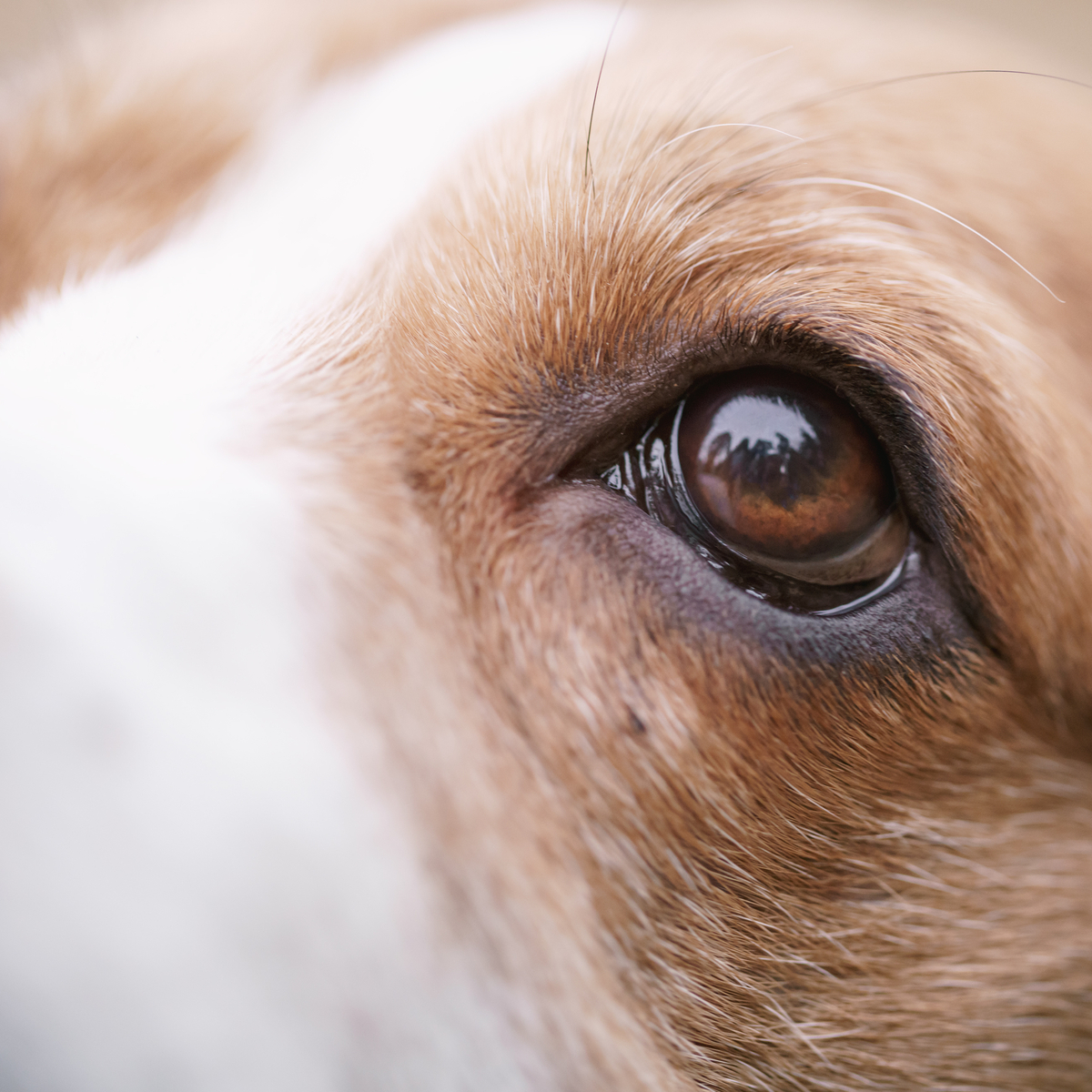 AdobeStock 108191982 dog-eye