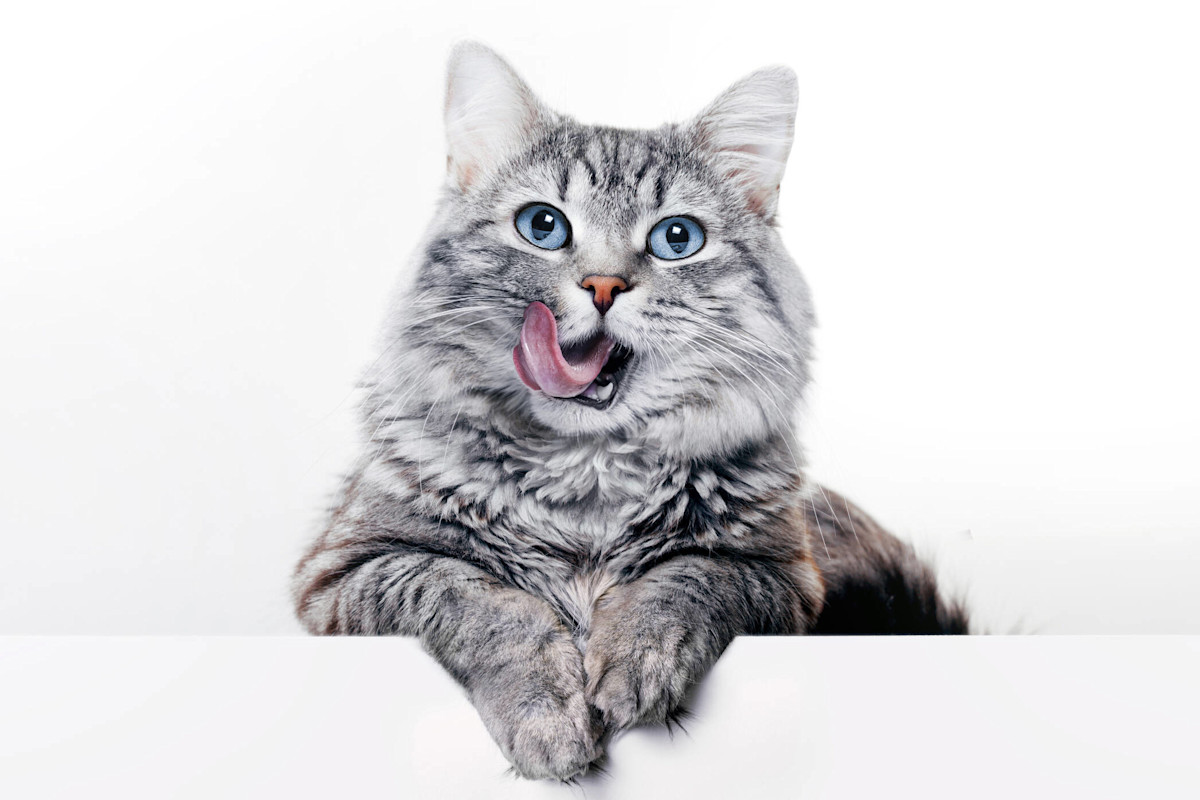 Kissa 3000x3000px