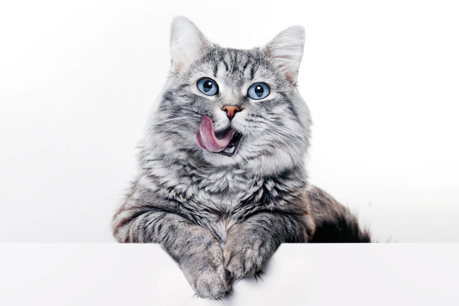 Kissa 3000x3000px