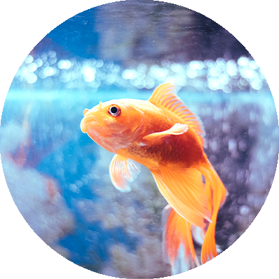 Fisk
