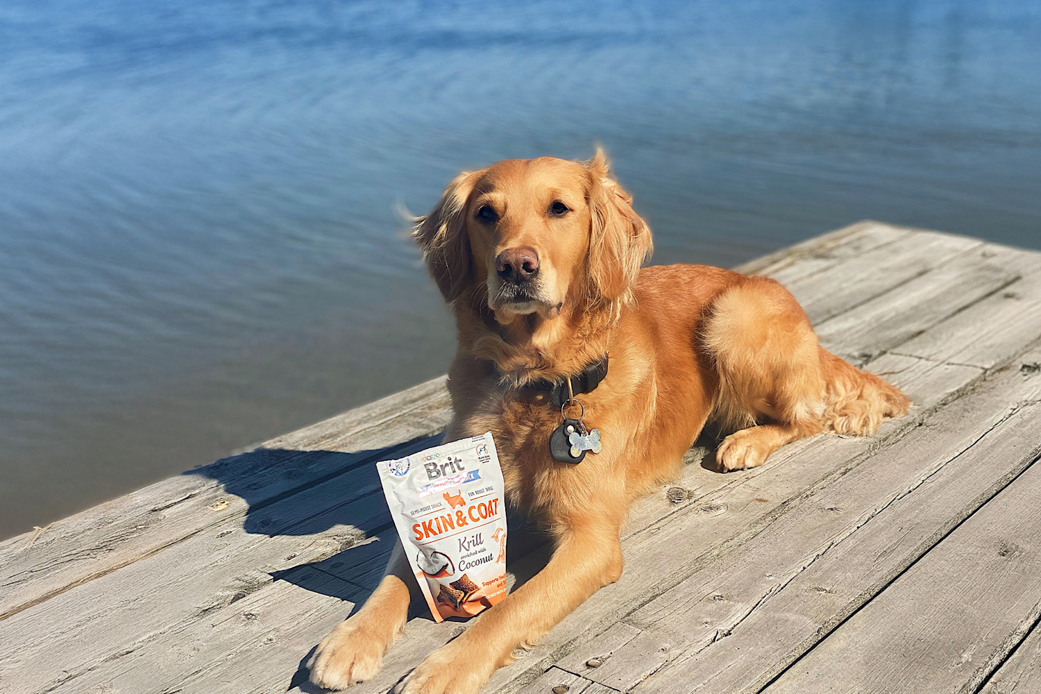 Pureplay article DOG struvite stone 3x2