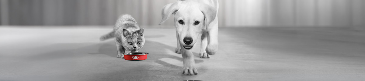 ROYAL CANIN