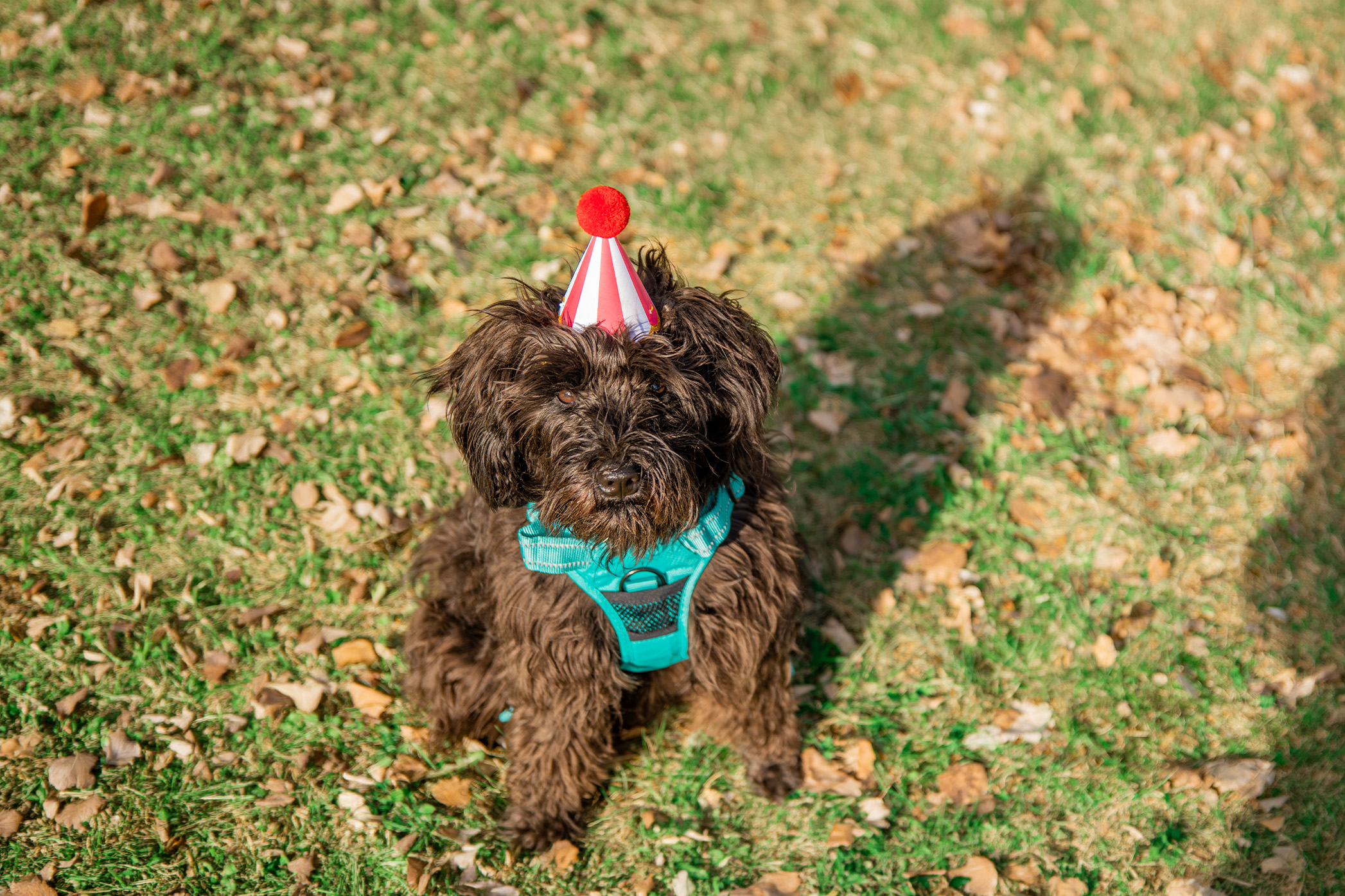 Pureplay Dog years in human years DOG 3x2