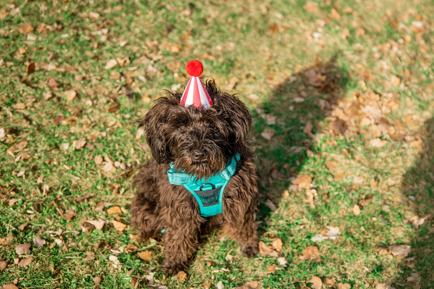 Pureplay Dog years in human years DOG 3x2